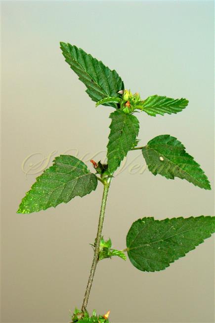  Leafy shoot